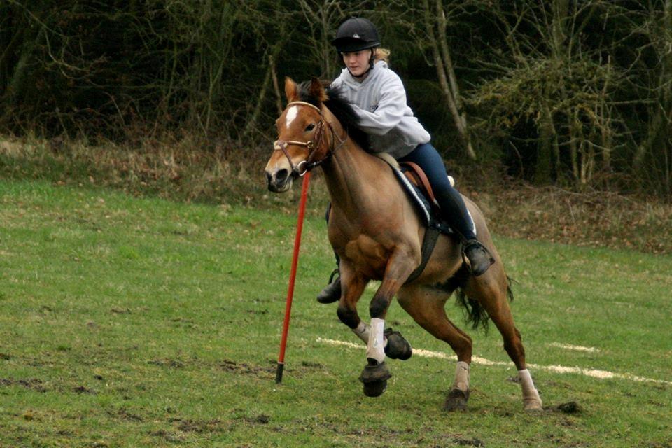 Anden særlig race Belgium Braun Beauty  billede 7