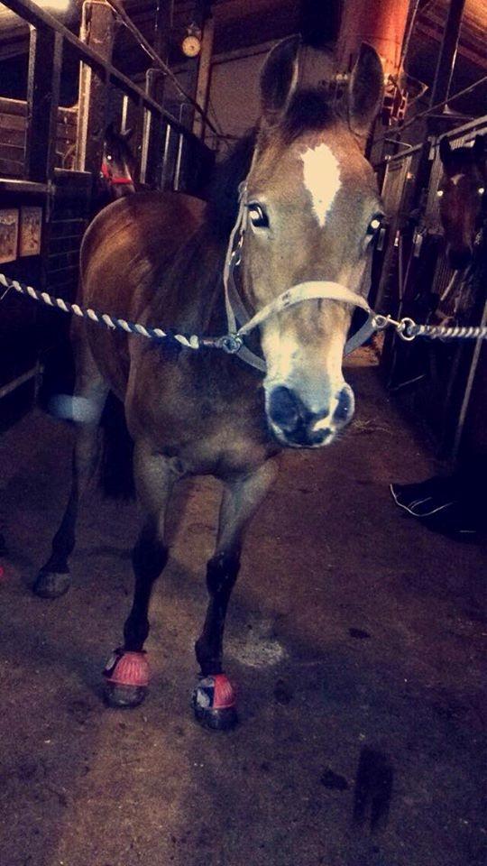 Anden særlig race Belgium Braun Beauty  billede 8