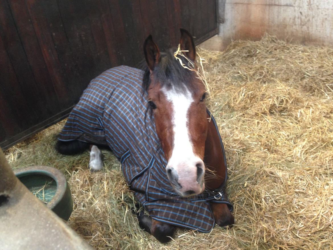 Anden særlig race Luka ( Luksen) - Luka der lige tager en morfar billede 15