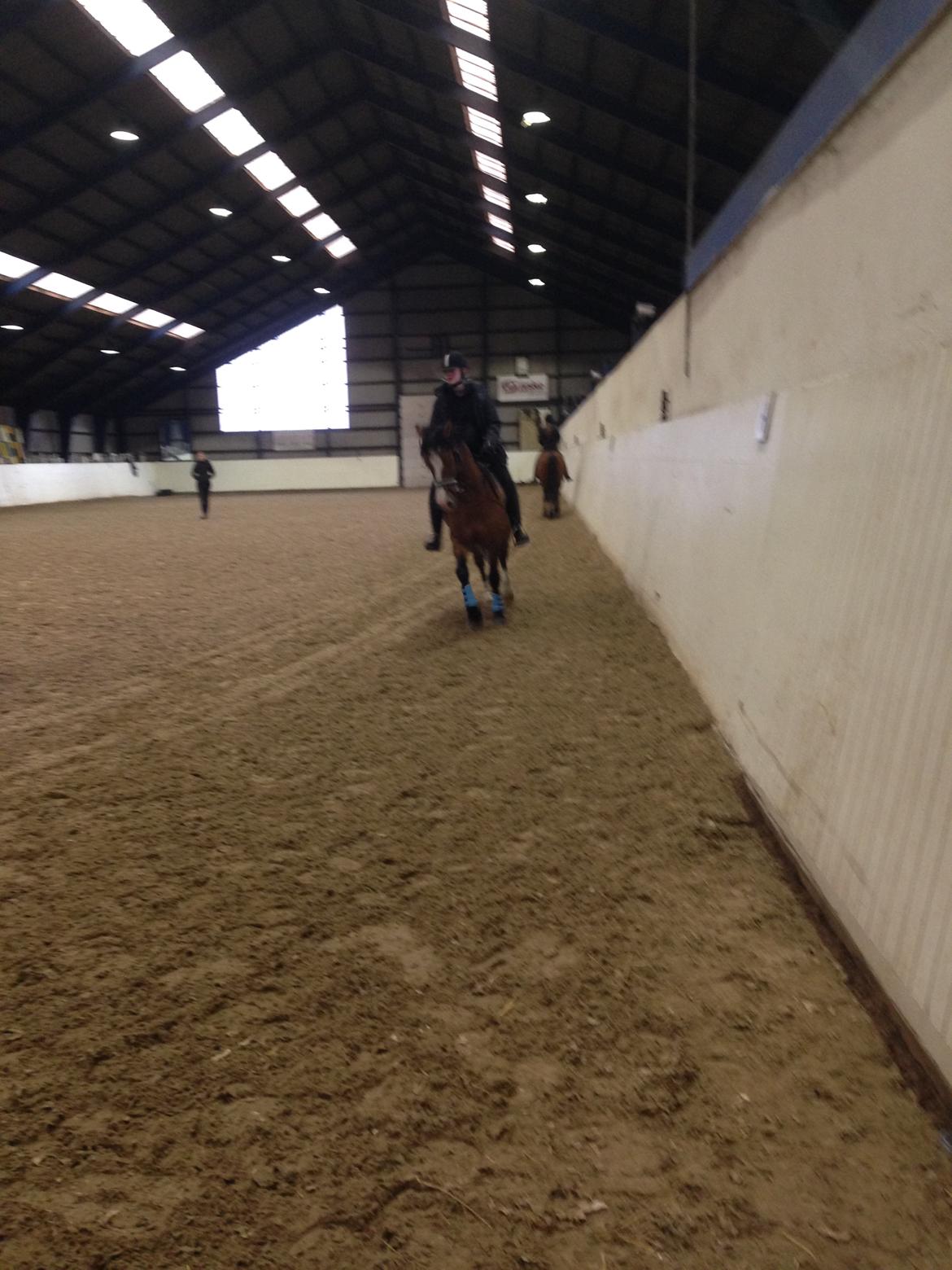 Anden særlig race Luka ( Luksen) - min søde veninde lærke der rider luka . billede 7