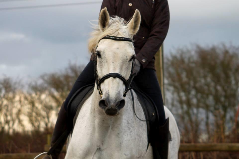 Dansk Varmblod Mr. soru billede 5