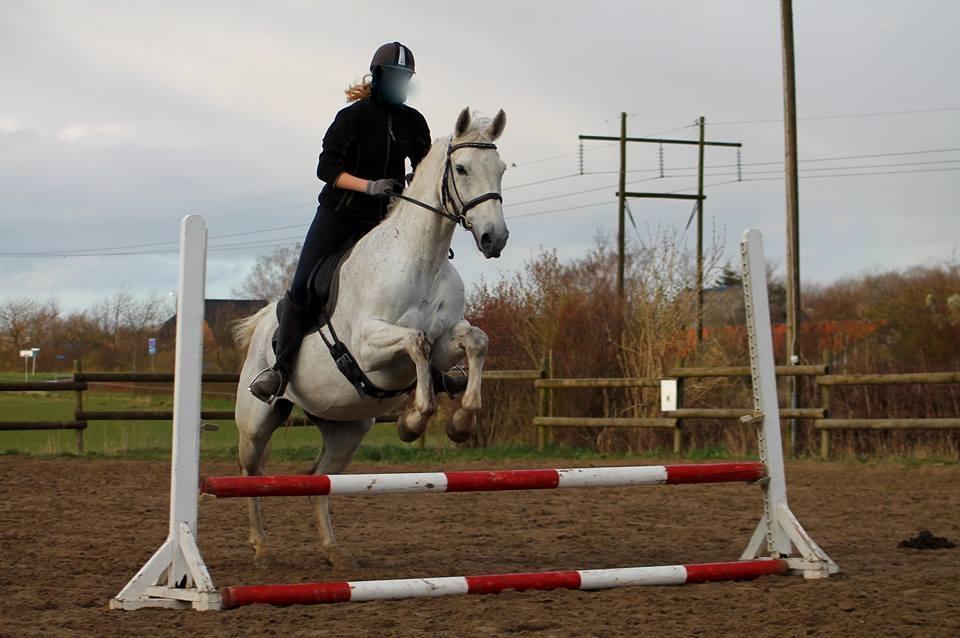 Dansk Varmblod Mr. soru billede 3