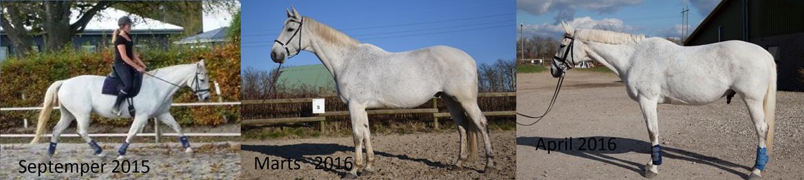 Dansk Varmblod Mr. soru billede 7