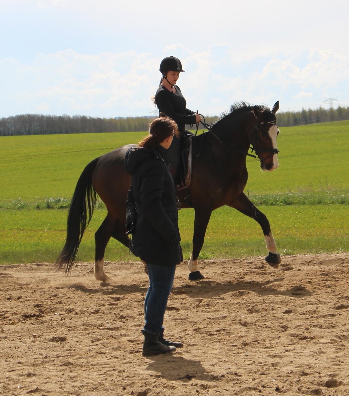 Hollandsk Varmblod Cor De Leandre billede 6