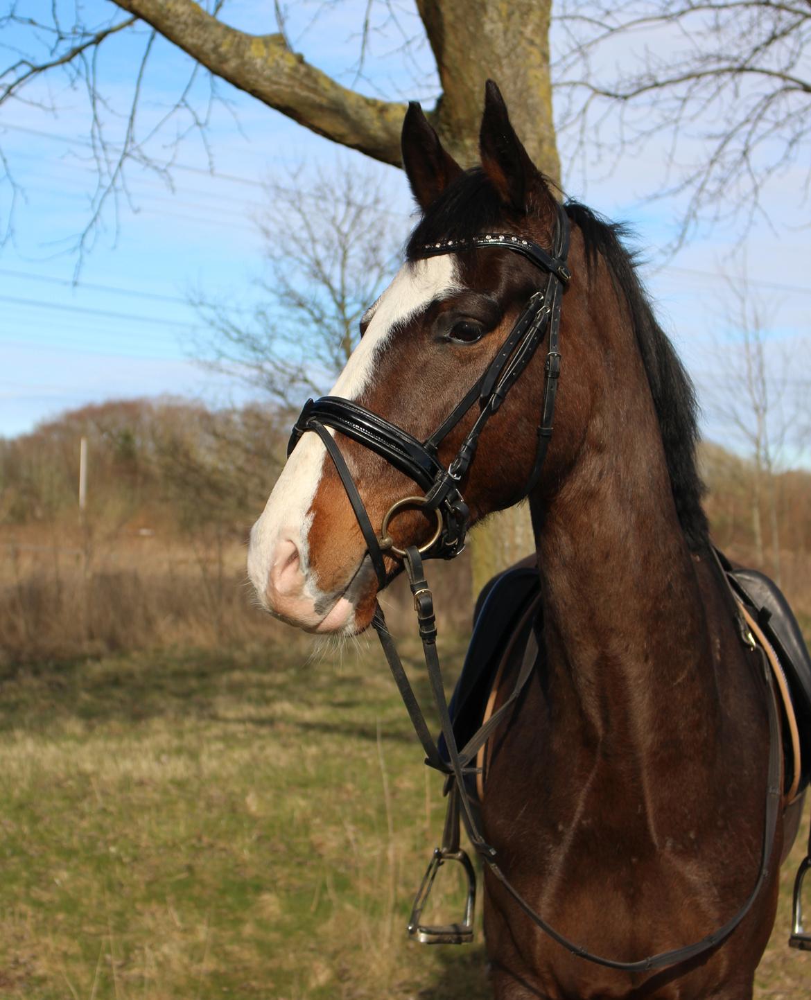 Hollandsk Varmblod Cor De Leandre billede 14