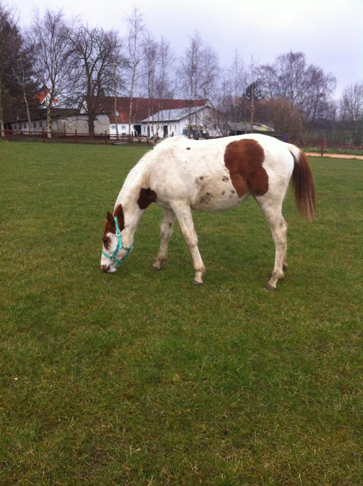 Pinto Bayleigh - Forår 2015 billede 5