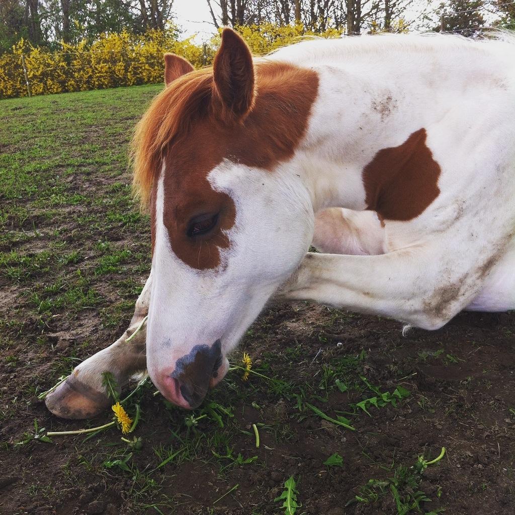 Pinto Bayleigh billede 1