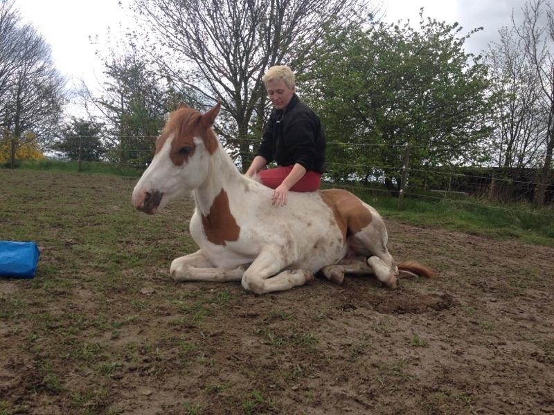 Pinto Bayleigh - Sommer 2015 billede 4