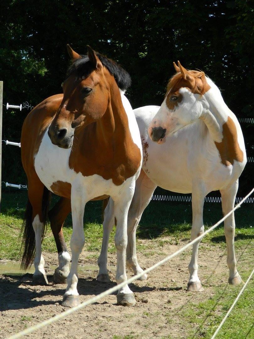Pinto Bayleigh - Vinca og Bayleigh hos Susanne i Fredensborg sommer 2015 billede 2