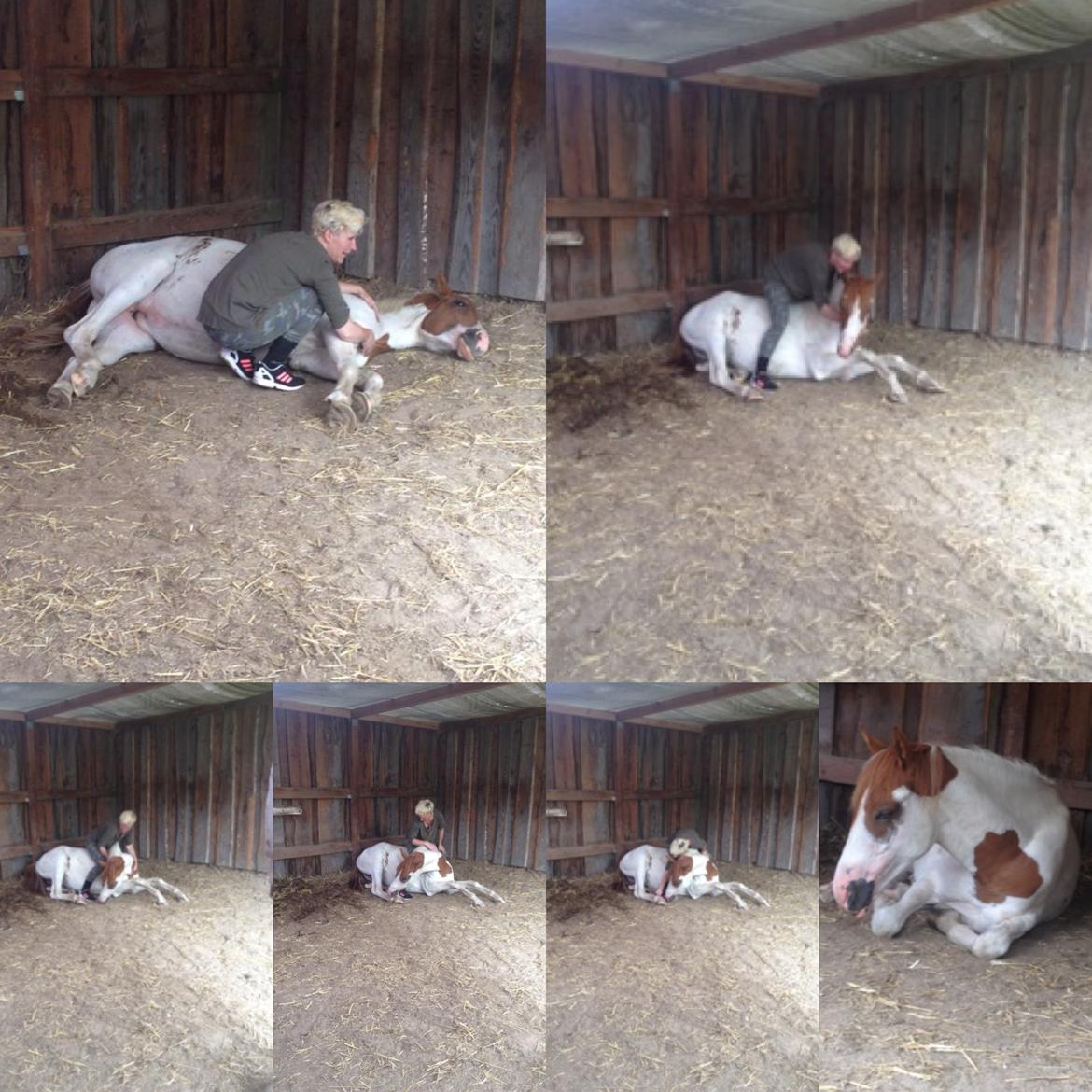 Pinto Bayleigh billede 3