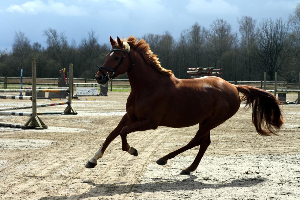 Anden særlig race Manja  billede 3