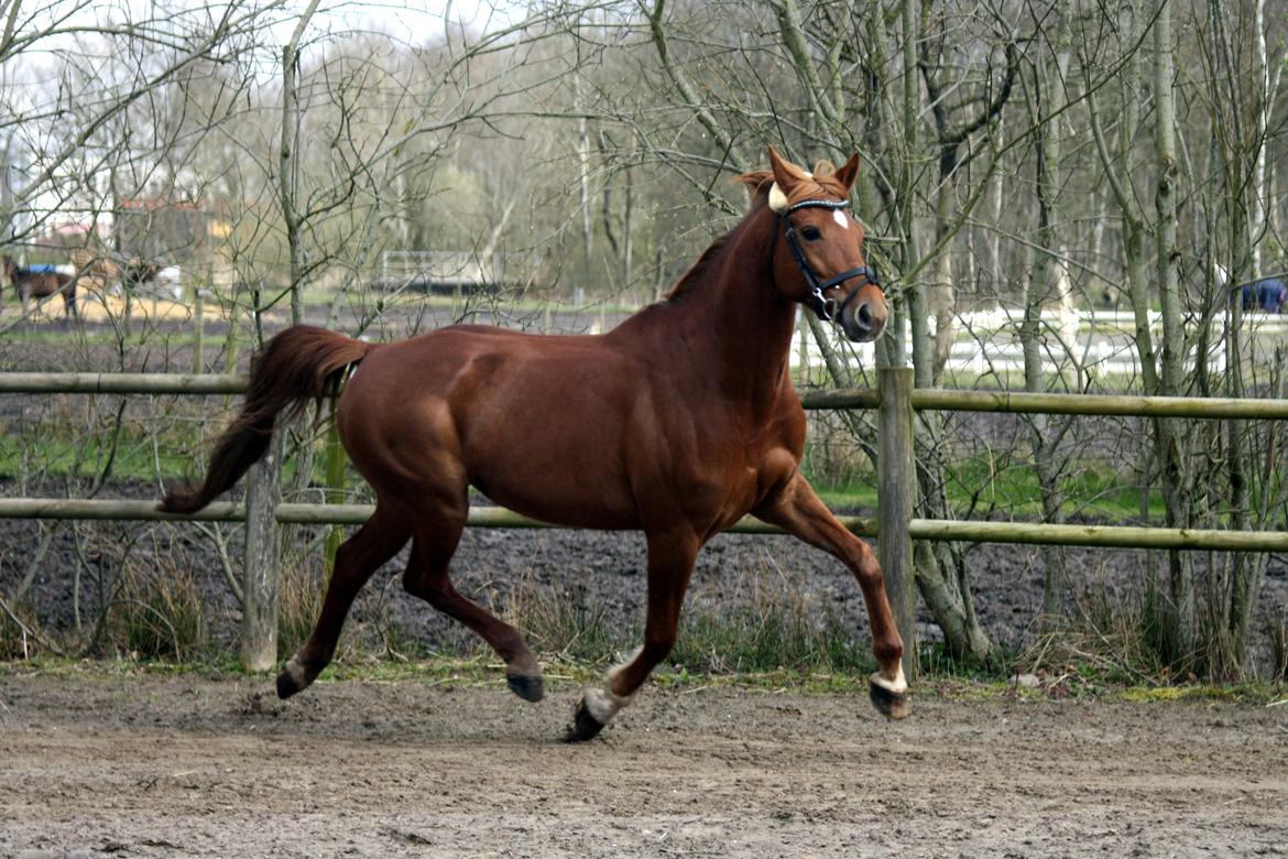 Anden særlig race Manja  billede 17
