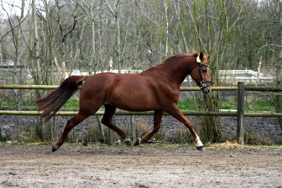 Anden særlig race Manja  billede 13