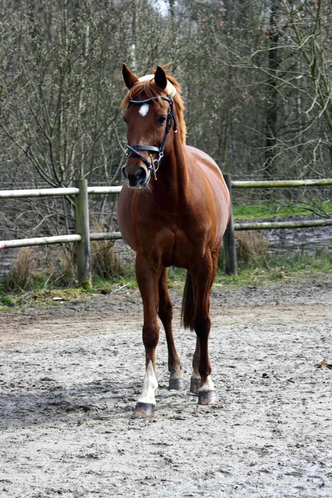 Anden særlig race Manja  billede 20