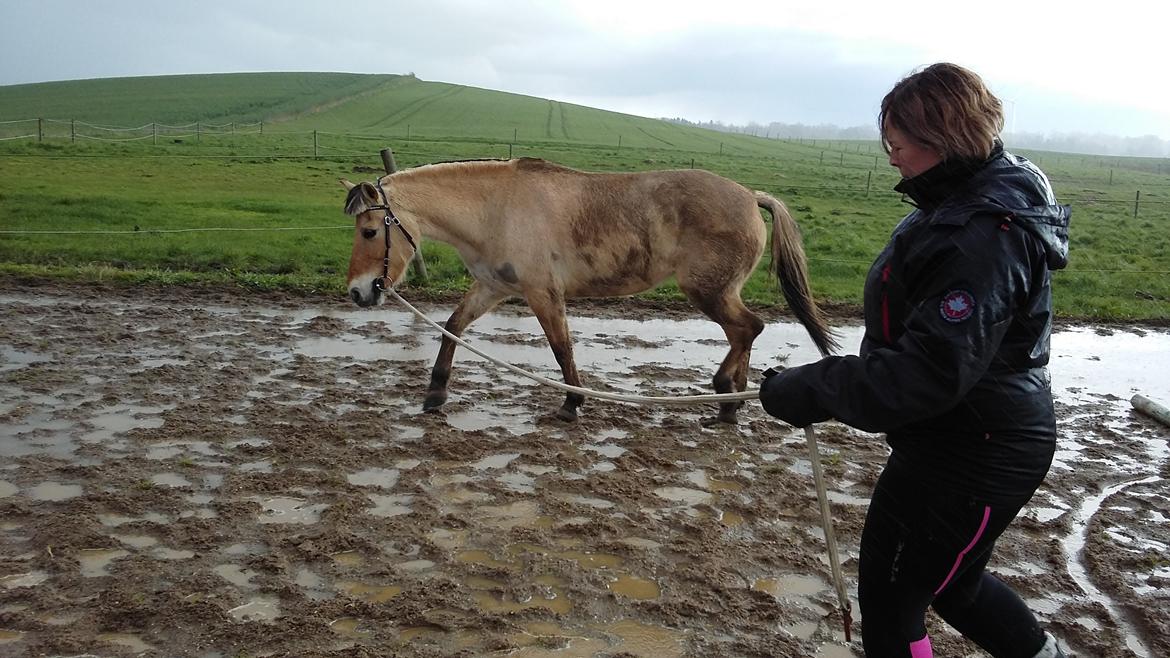 Fjordhest Emma  (himmelhest)  billede 9
