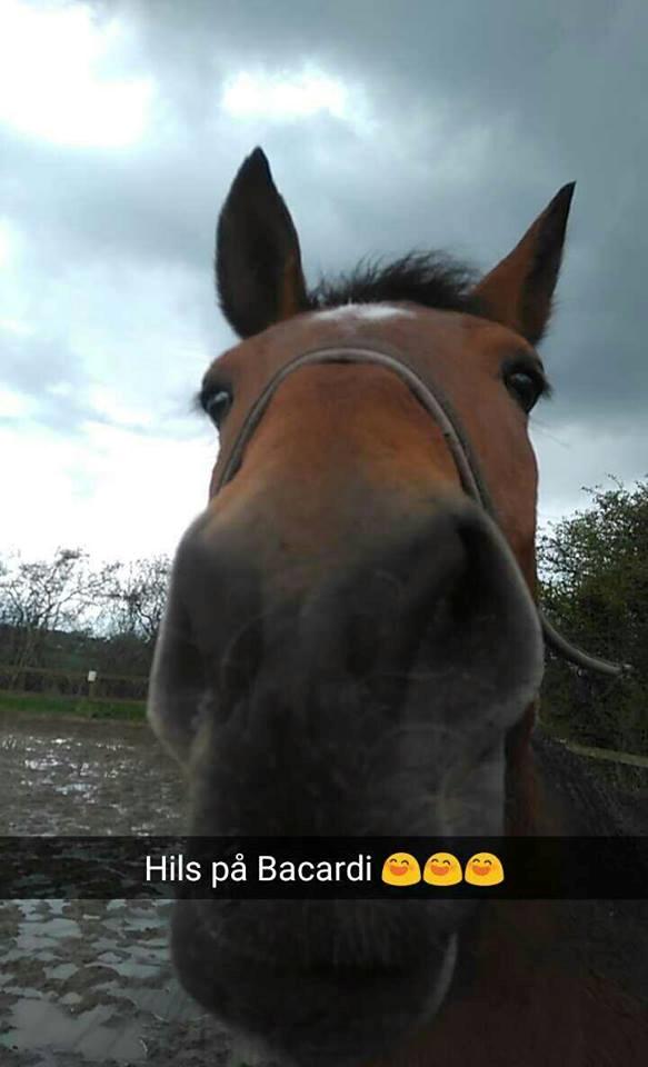 Anden særlig race Bacardi (The Lady <3) billede 35