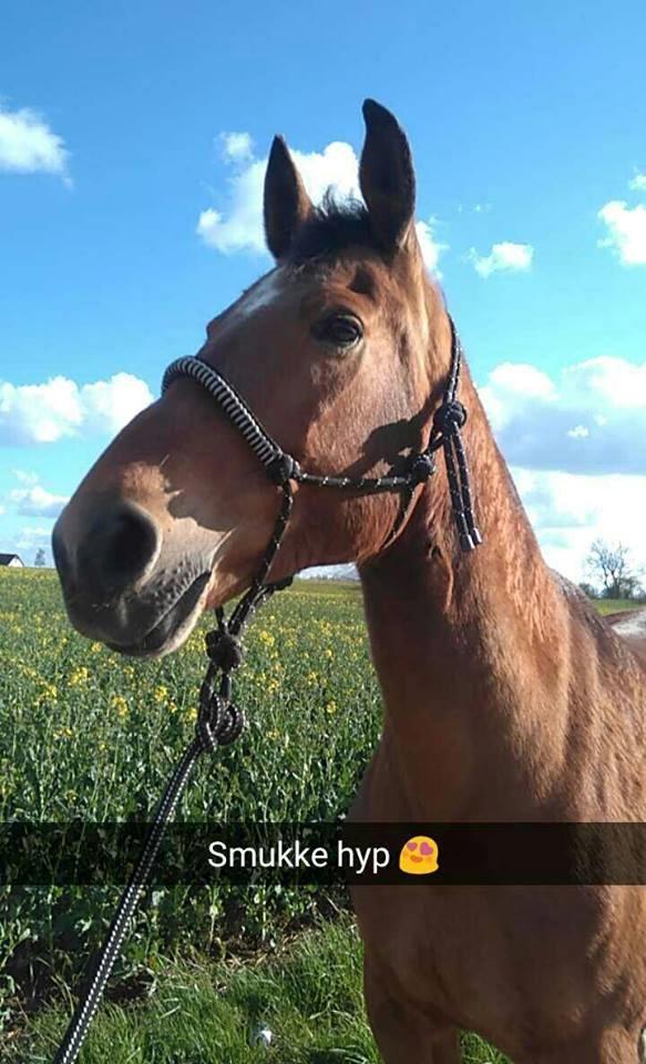 Anden særlig race Bacardi (The Lady <3) billede 21