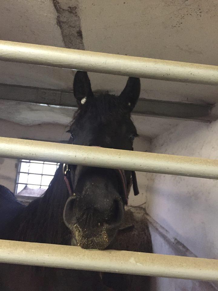 Frieser Prina Rosa Vesterlund  - propper i ørene så er vi klar til nytåret  billede 2