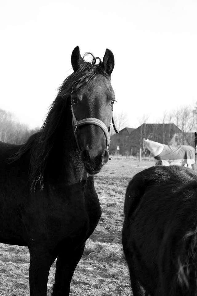 Frieser Prina Rosa Vesterlund  billede 4