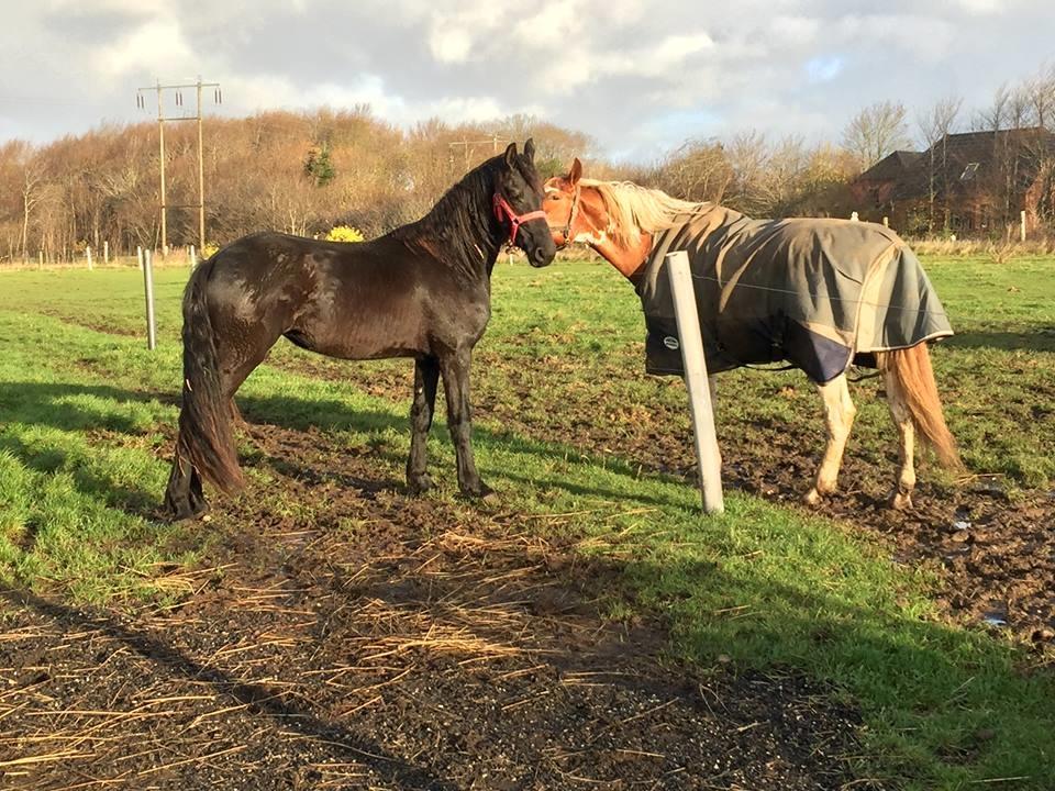 Frieser Prina Rosa Vesterlund  - første dag på fold hos os  billede 6