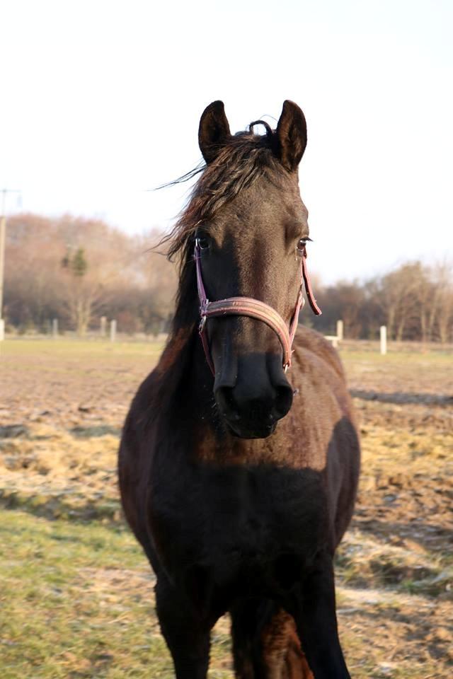 Frieser Prina Rosa Vesterlund  billede 7