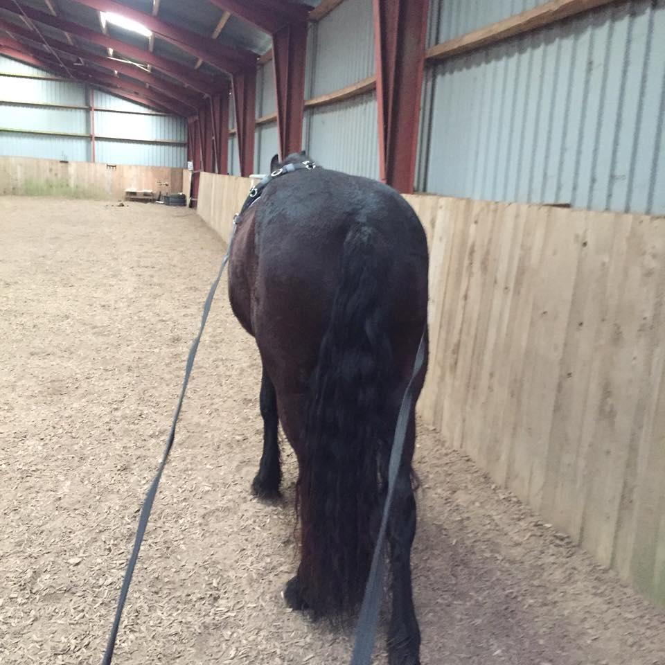 Frieser Prina Rosa Vesterlund  - ude at gå i liner  billede 8