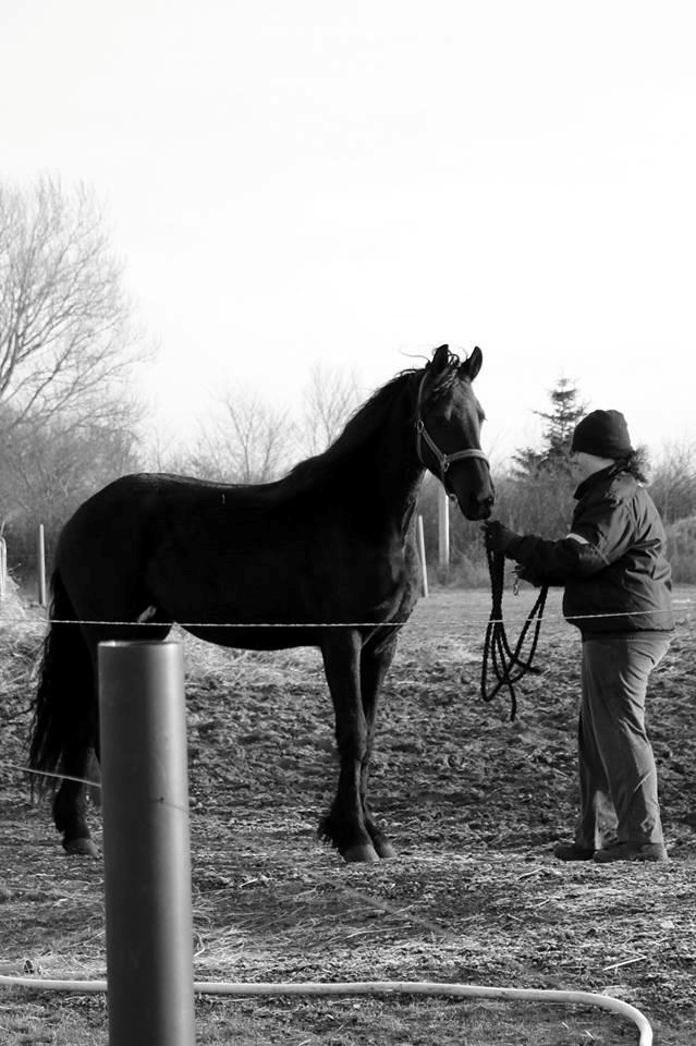 Frieser Prina Rosa Vesterlund  billede 10