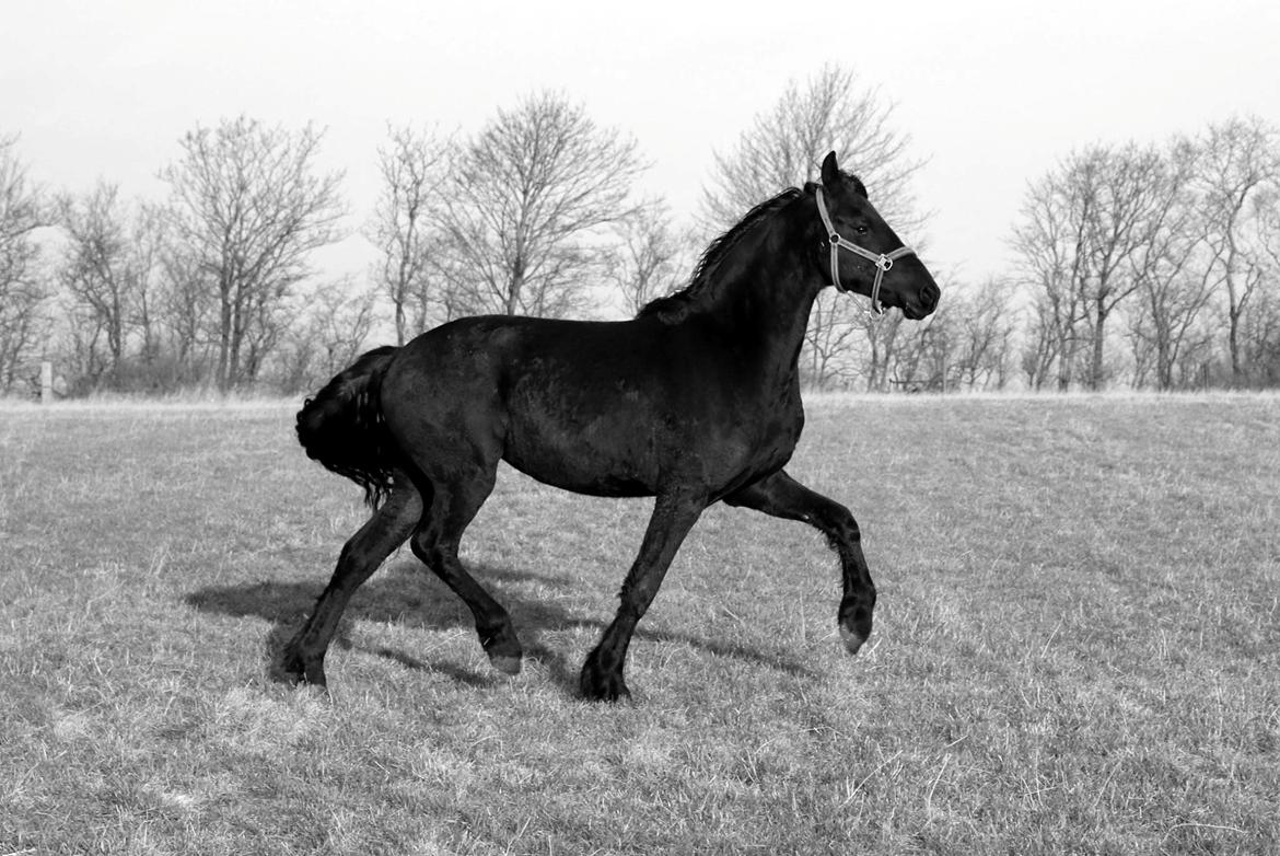 Frieser Prina Rosa Vesterlund  billede 11