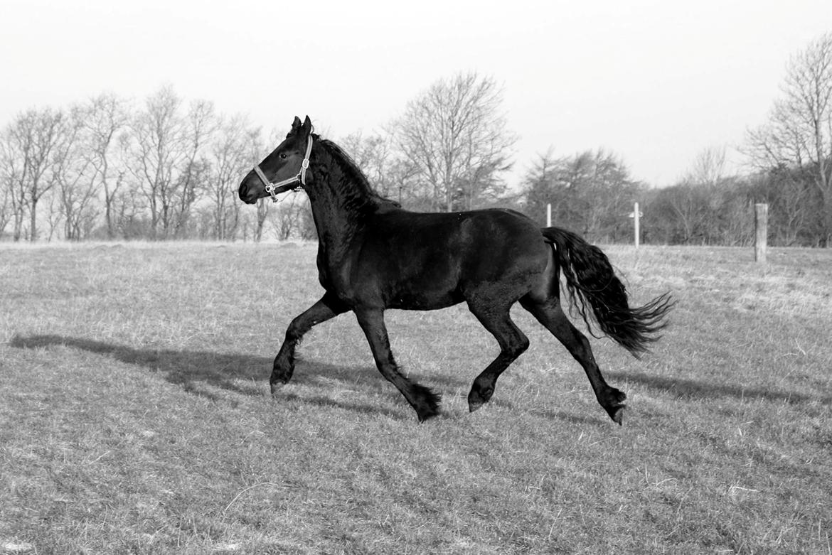 Frieser Prina Rosa Vesterlund  billede 13