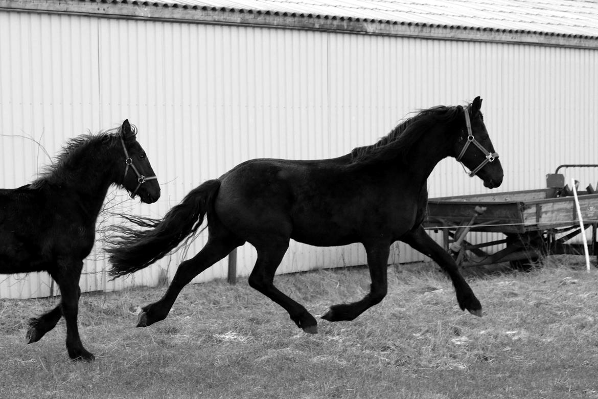 Frieser Prina Rosa Vesterlund  billede 14