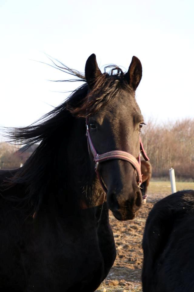 Frieser Prina Rosa Vesterlund  billede 15