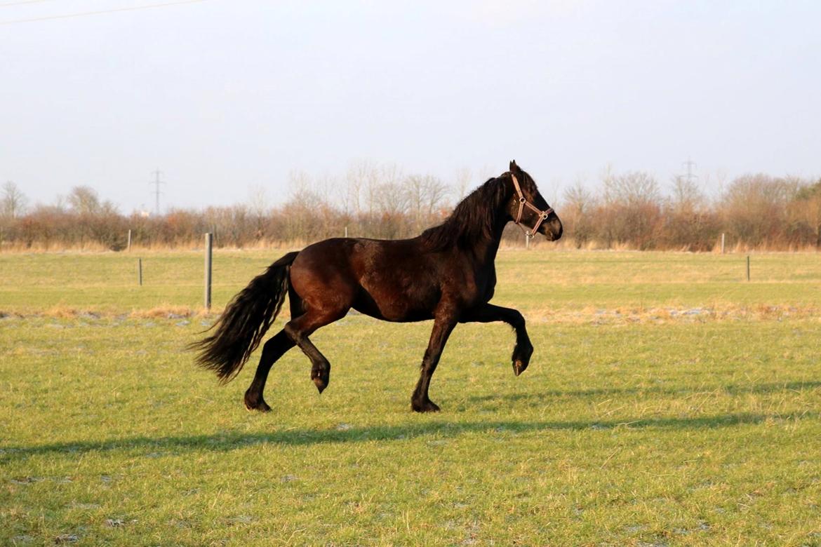 Frieser Prina Rosa Vesterlund  billede 9