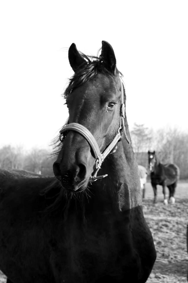 Frieser Prina Rosa Vesterlund  billede 1