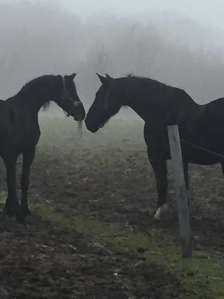 Frieser Prina Rosa Vesterlund  - prina ser meget lille ud siden af store lotus  billede 17