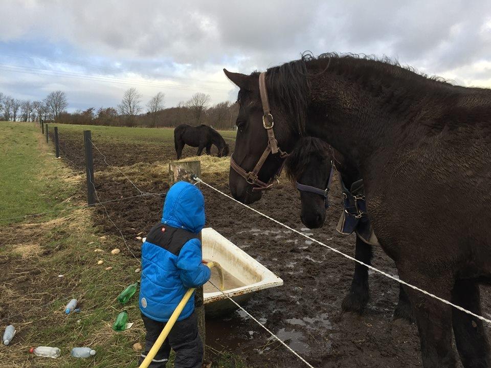 Frieser Prina Rosa Vesterlund  billede 18