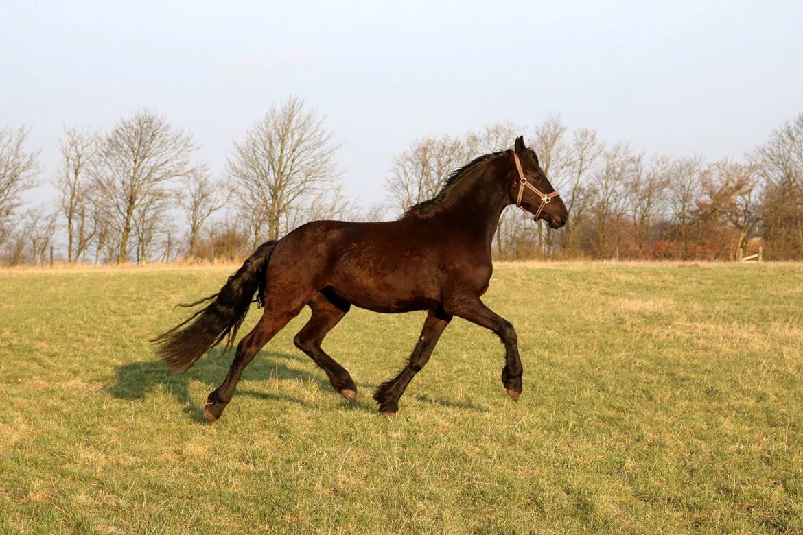 Frieser Prina Rosa Vesterlund  billede 19