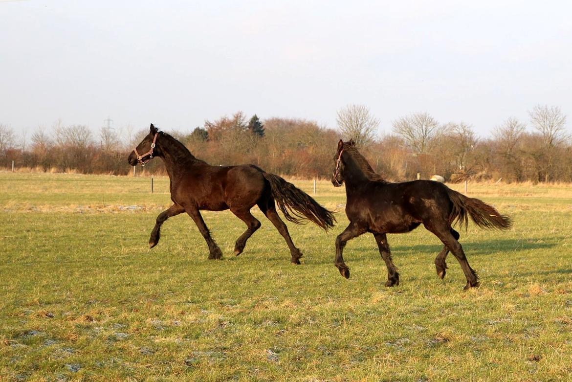 Frieser Prina Rosa Vesterlund  billede 20