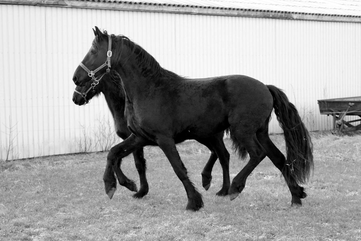 Frieser Prina Rosa Vesterlund  billede 3