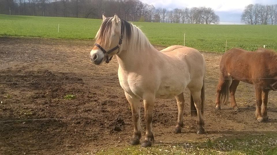 Fjordhest Fuchur - Hm, måske hvis jeg ignorer de fremmede længe nok, så går de? billede 1