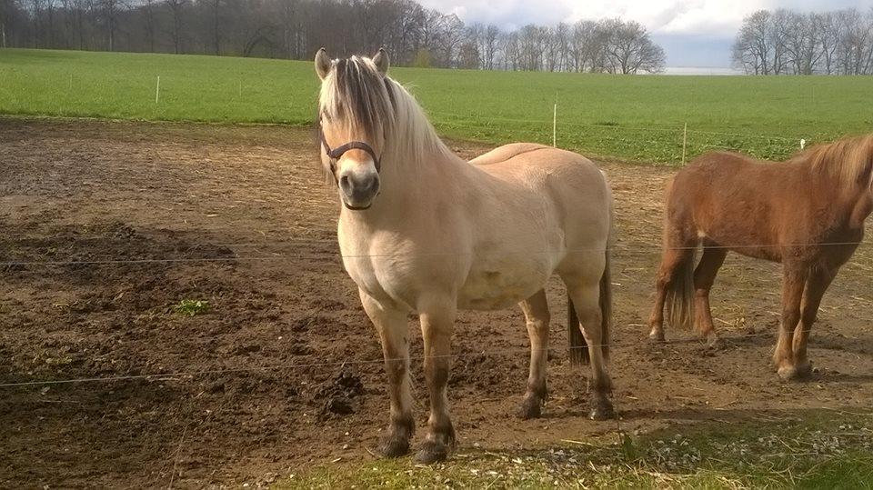 Fjordhest Fuchur - Ahh, jeg skal liiige se hvordan de ser ud billede 2