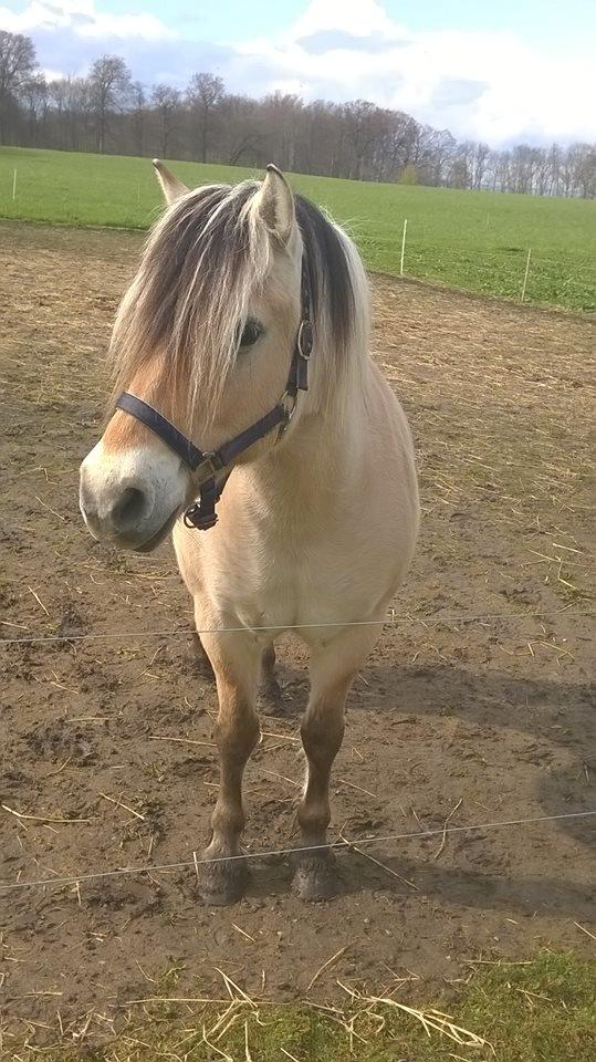 Fjordhest Fuchur - Okay, måske er jeg lidt nysgerrig alligevel billede 3