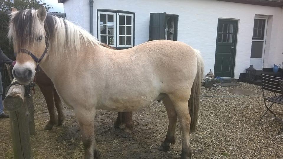 Fjordhest Fuchur - Max hos gamle ejer, dejlig rund billede 4