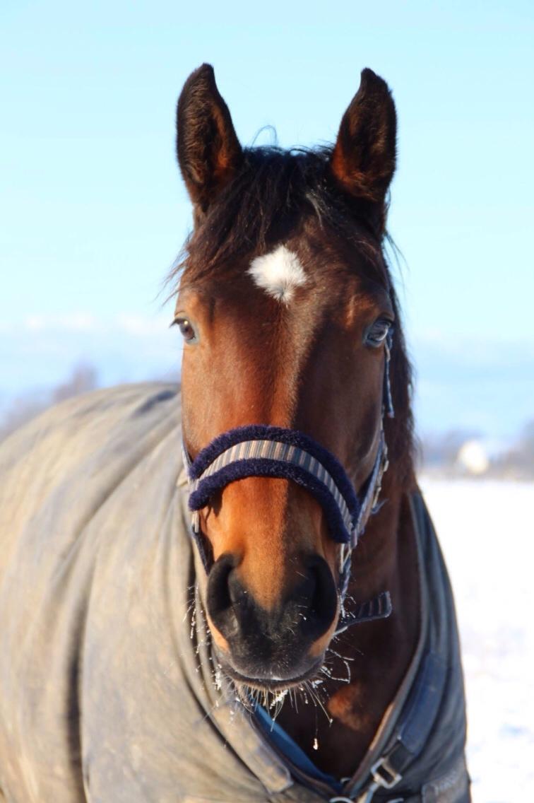 Dansk Varmblod Beyond True Comparison billede 14