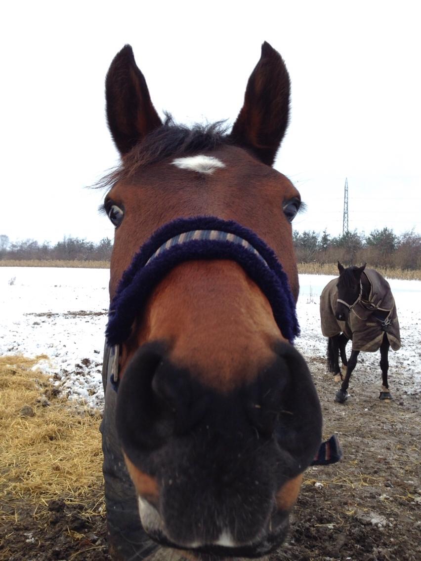 Dansk Varmblod Beyond True Comparison billede 15