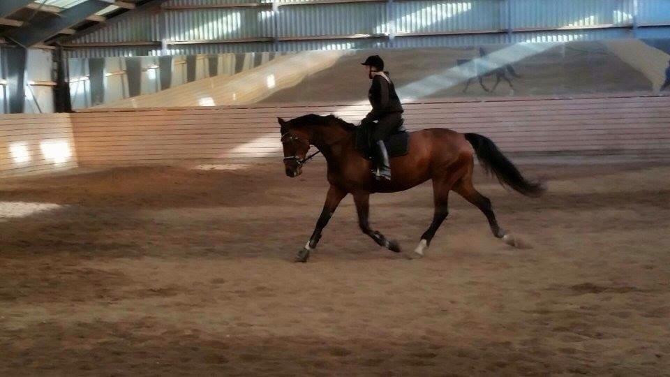 Dansk Varmblod Beyond True Comparison billede 20