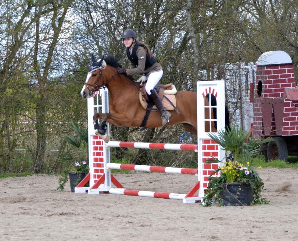 New Forest Sun Queen - LB* AGR D-stævne  billede 13