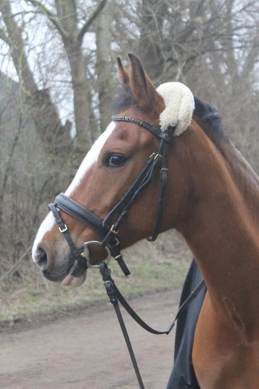 New Forest Sun Queen billede 9