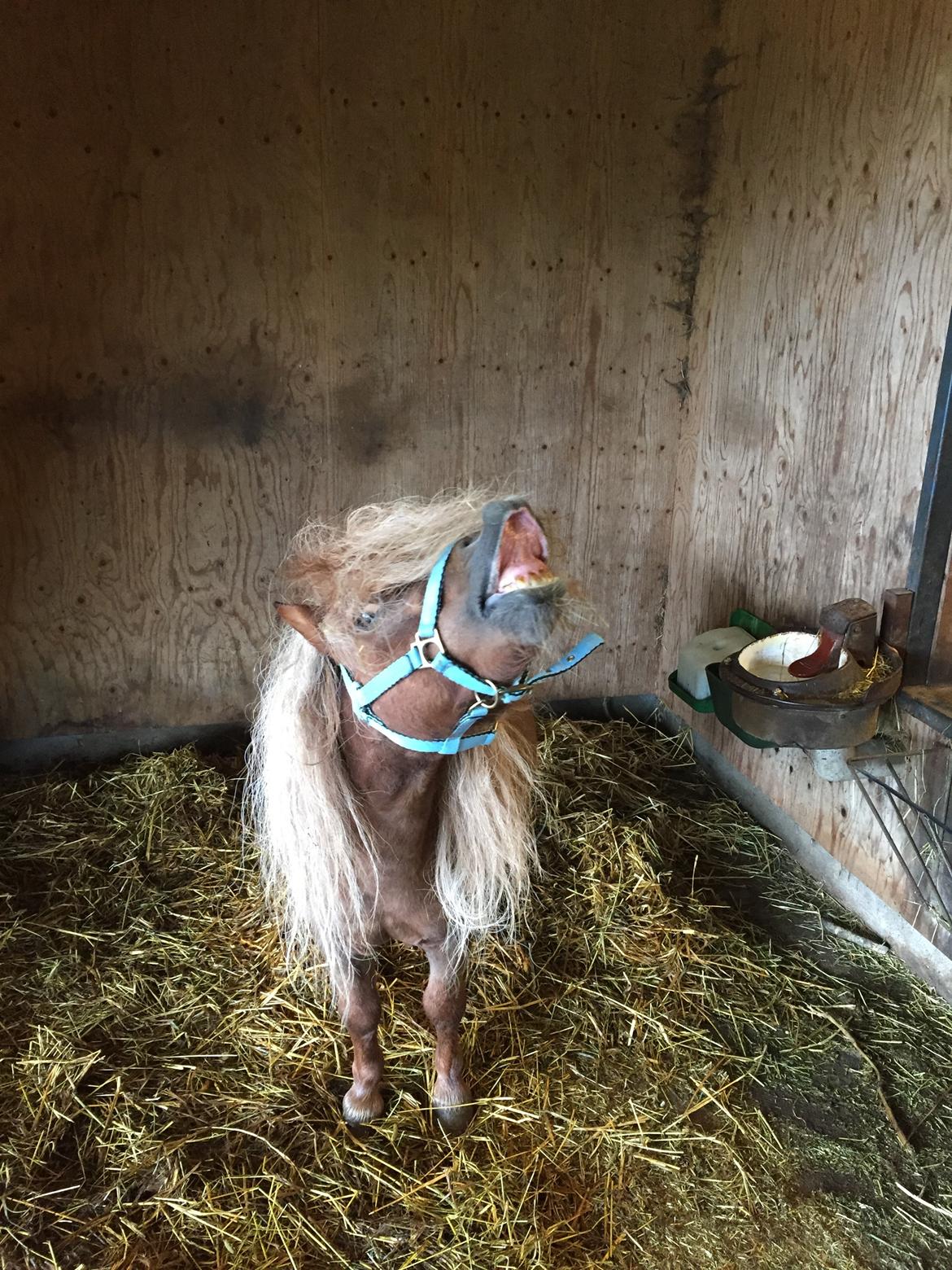 Dansk Miniature Mr. Swing King - Smil til verden. Så smiler verden tilbage til dig(>‿♥) billede 6