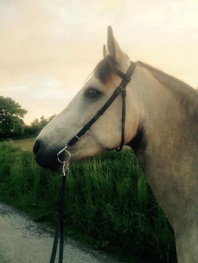 Connemara Følfods Ziggy Stardust - Tidl. hest billede 18