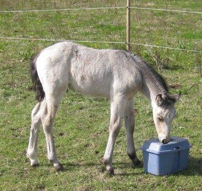 Connemara Følfods Ziggy Stardust - Tidl. hest billede 20